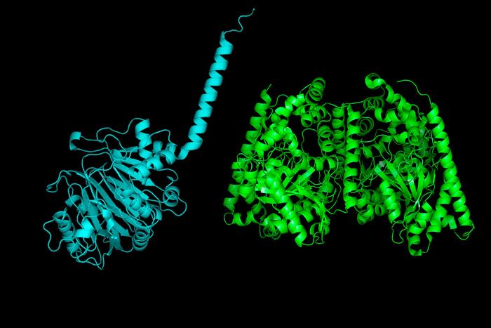 Structures of the bacterial and human versions of the enzyme FAAH