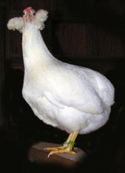 Araucana Chicken