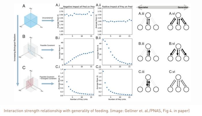 Study: An inverse model for food webs and ecosystem stability