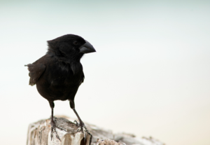 Medium ground finch / Pinson terrestre moyen