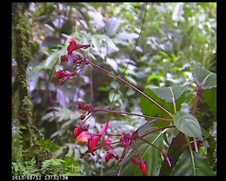Sunbird <i>Cyanomitra oritis</i> during Nectar Foraging on <i>Impatiens frithii</i>