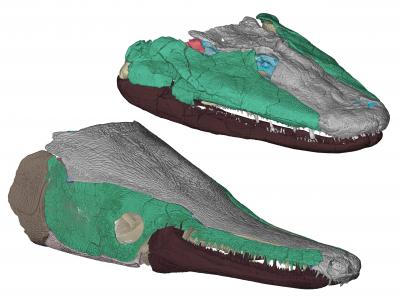 Tiktaalik vs. alligator gar