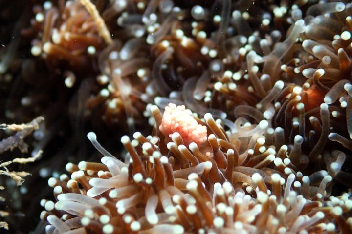 Spawning Coral