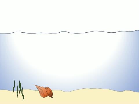 Animation of a Dolphin Shelling