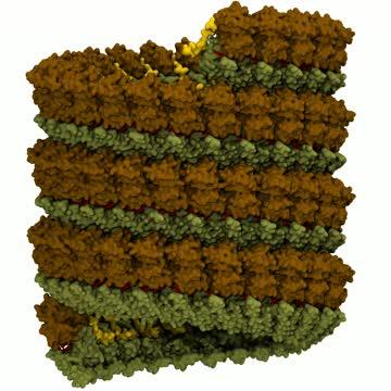 Ebola virus simulation