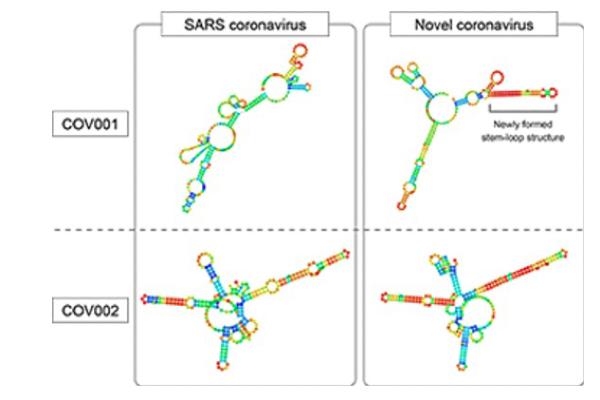 Models of the Structure of Two Pieces of RNA in the Virus that Causes SARS (Left) and the Virus that