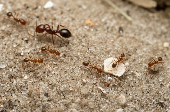 red ants vs fire ants