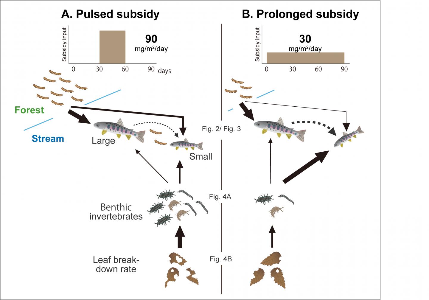 Figure 1: Illustration showing the effect of the duration of terrestrial invertebrate supply on stream ecosystems