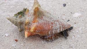 Queen Conch