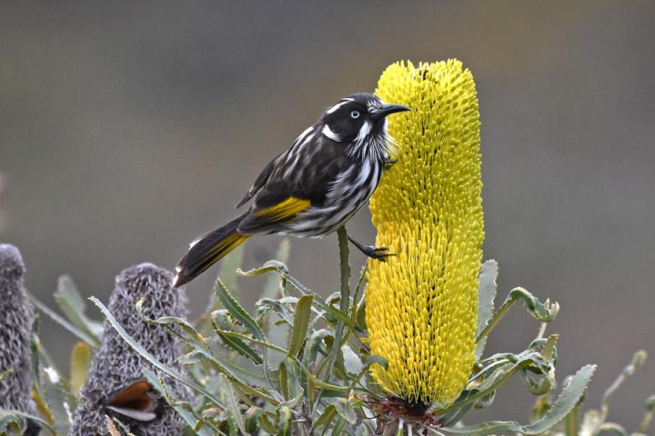 New Holland honeyeater 2