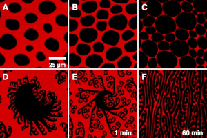 Evolution of lung surfactant monolayers under pressure