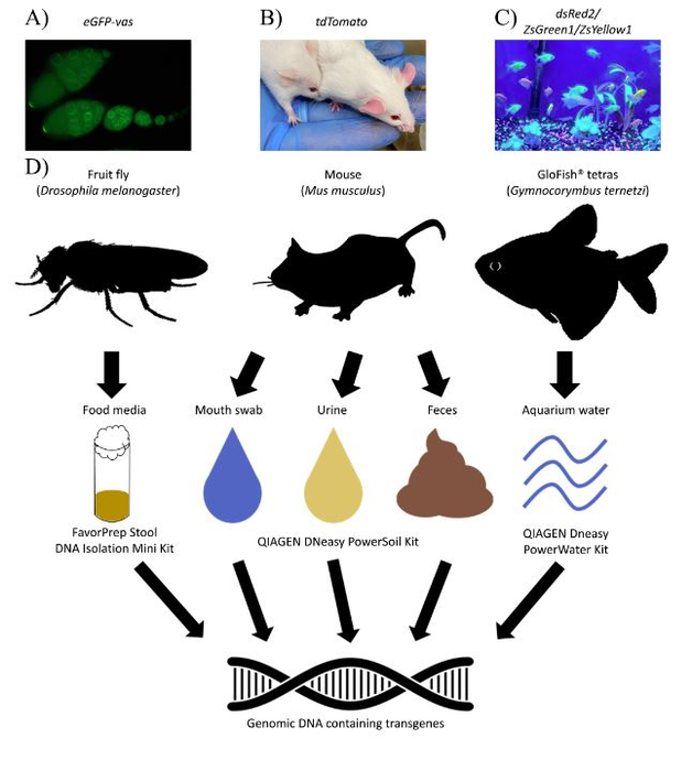 Detecting artificial transgenes