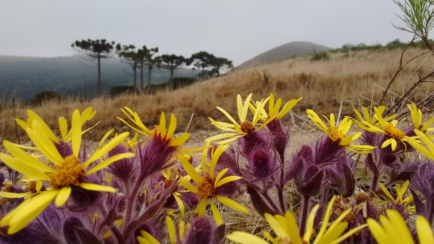 Altitudinal Grasslands, Southern Brazil