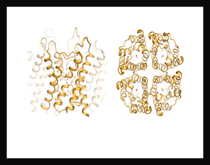 Image of aquaporin-4