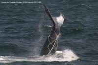 Humpback Whale Entangled