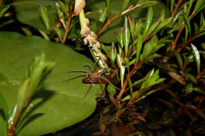 Fish-Eating Spider