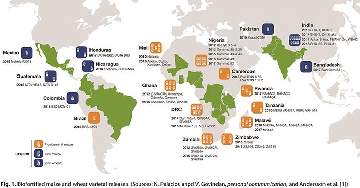 Biofortified Maize and Wheat