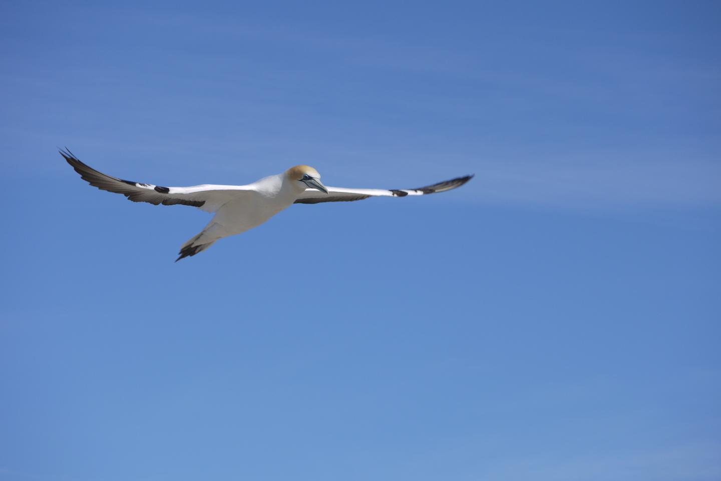 Australasian Gannet