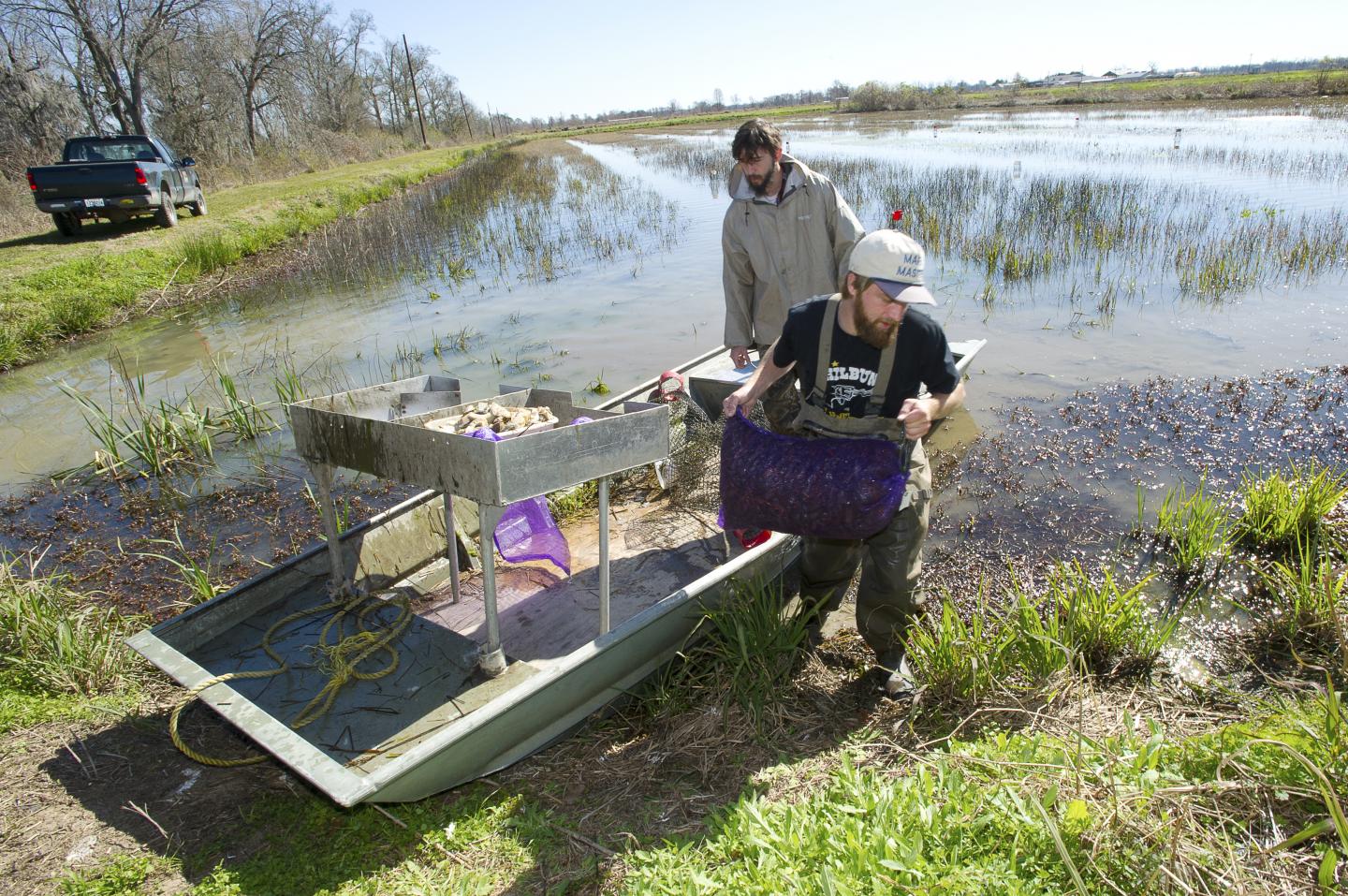 Crawfish harvest