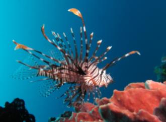 Lionfish