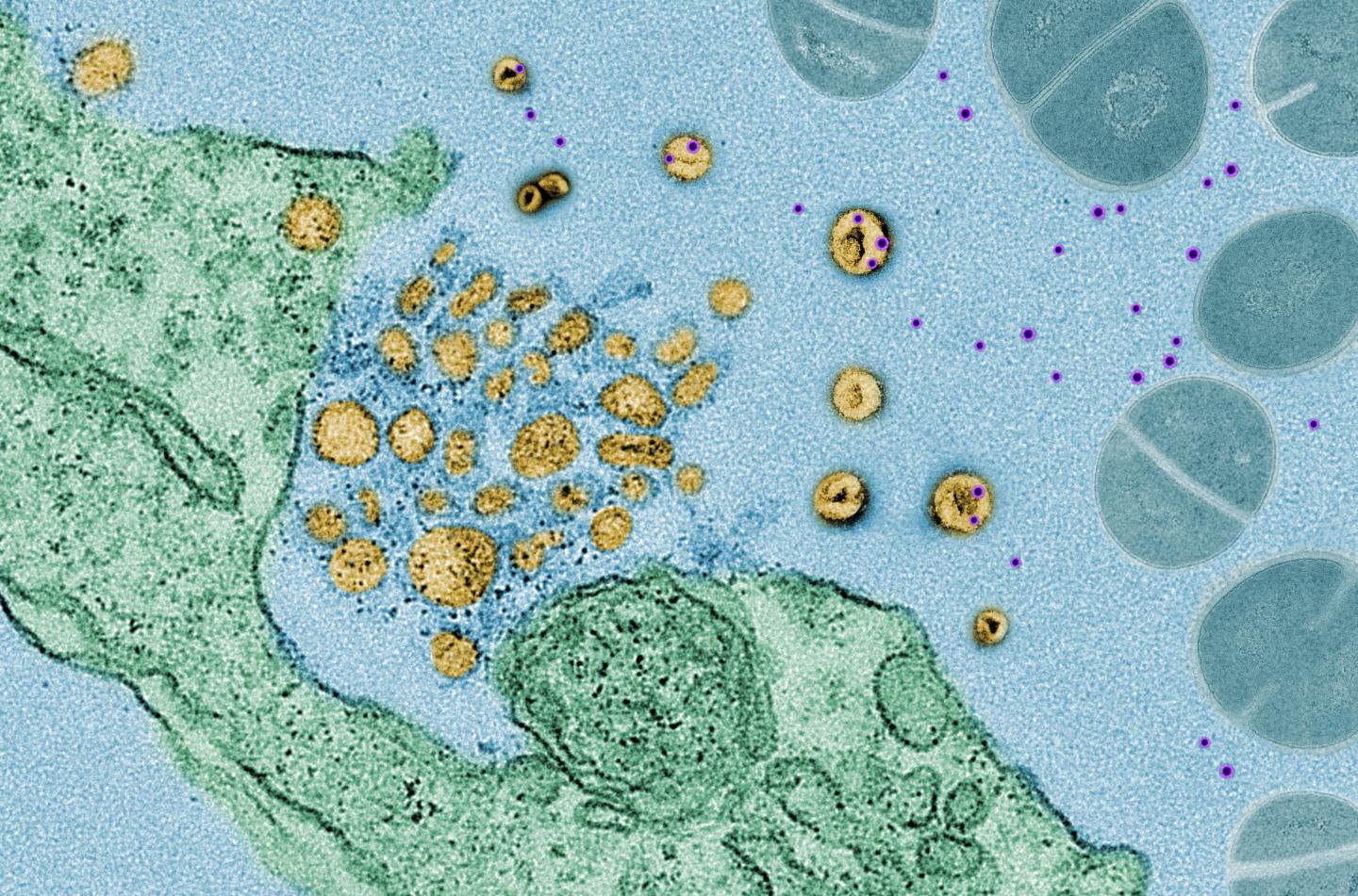 Toxin-Isolating 