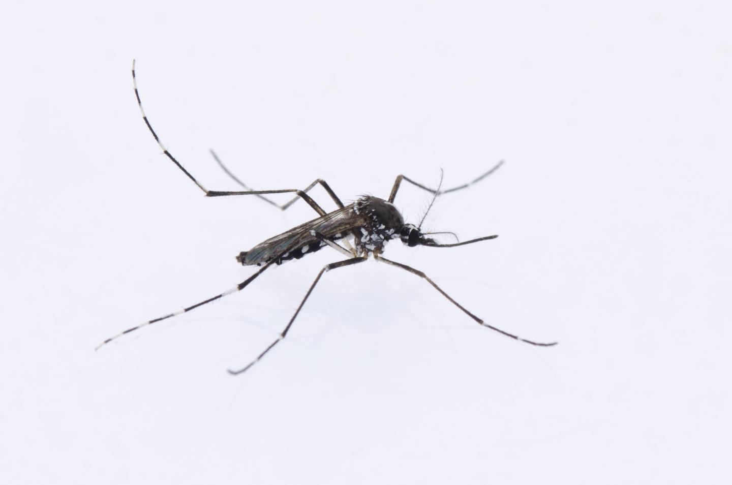 <i>Aedes albopictus</i>