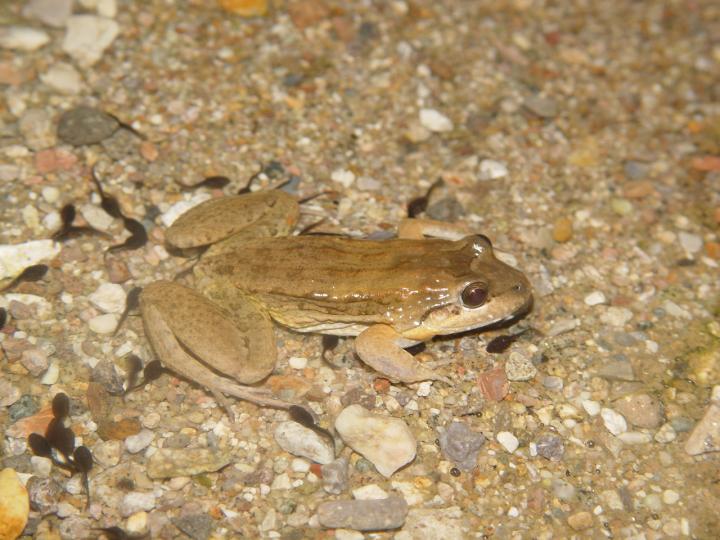 An Adult Sabinal Frog from Mexico