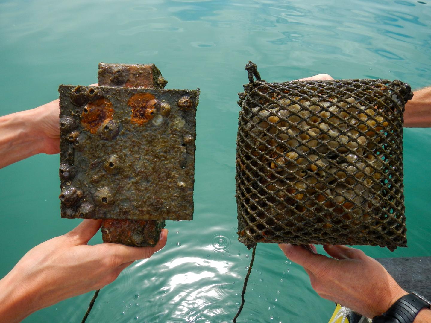 Cage vs open Pacific.jpg