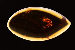 Termite pair in amber