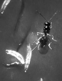 To Kill Off Parasites, an Insect Self-Medicates with Alcohol (2 of 2)