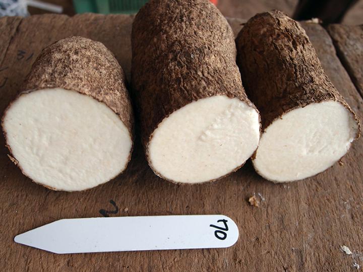 Cross Sections of Yam