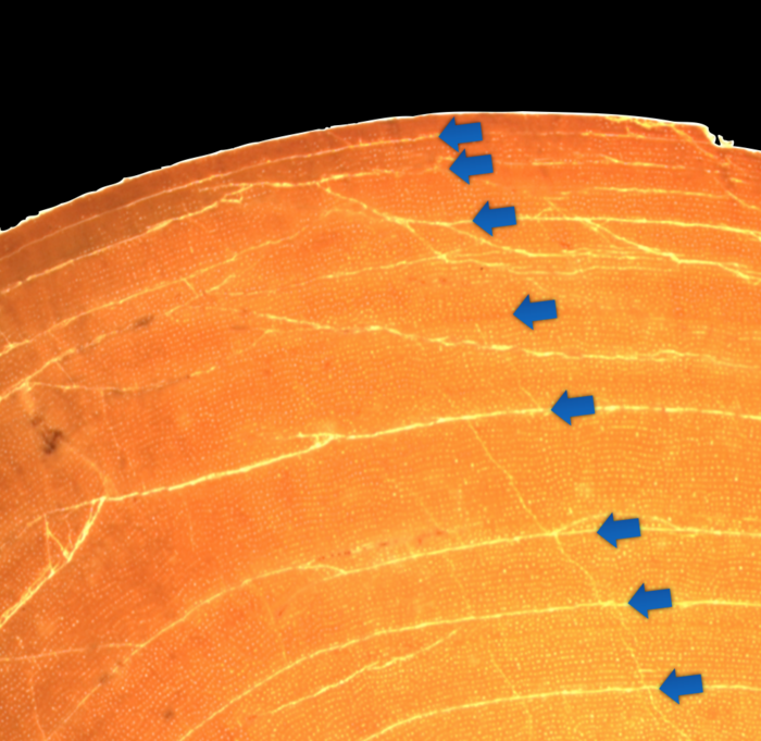 Science paper non-avialan theropod dinosaurs 5