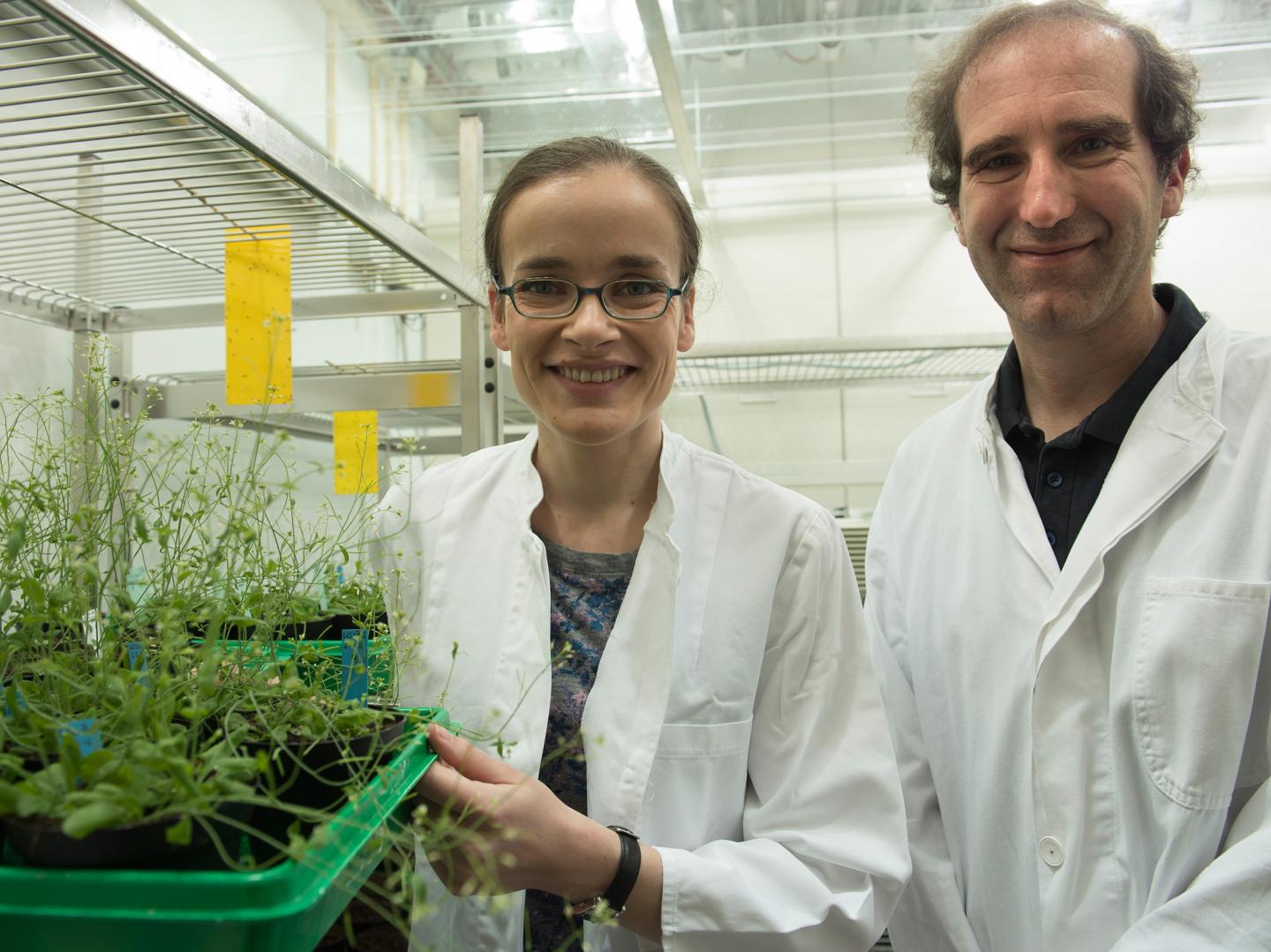 Investigated the Chloroplasts of <i>Arabidopsis thaliana</i>