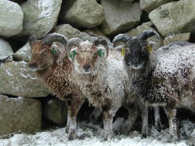 A Sheep's Tale of Evolution and Ecology