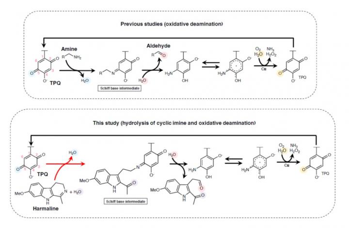 Researchers Look to Nature to Unearth the Secrets of Cyclic Imine Cleavage