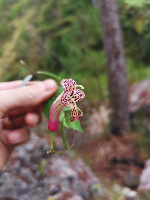 Aeschynanthus pentatrichomatus 2