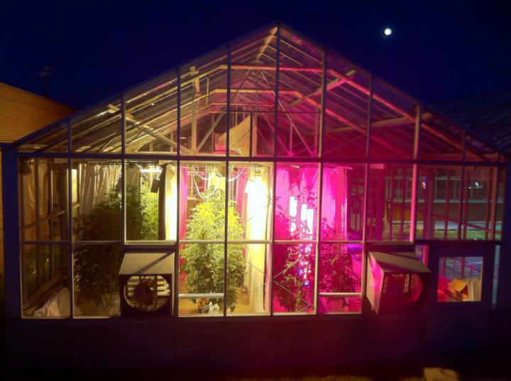 How LED Lighting Treatments Affect Greenhouse Tomato Quality