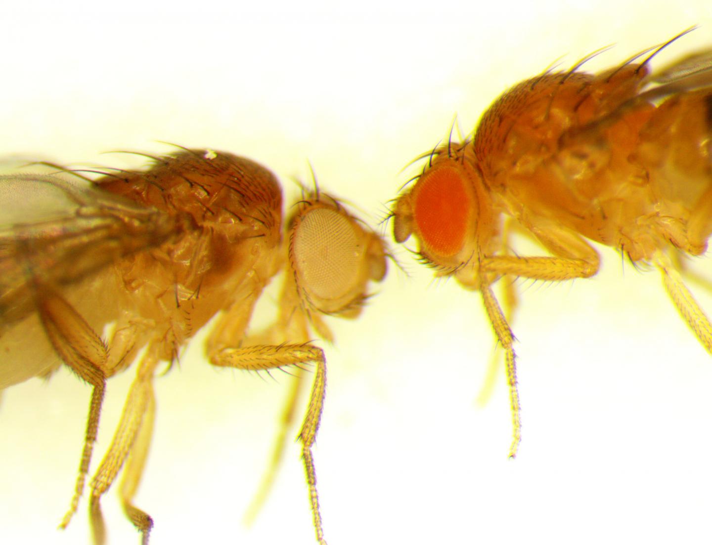 Fruit fly, <i>Drosophila</i>