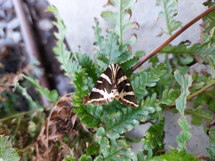 A Jersey tiger moth