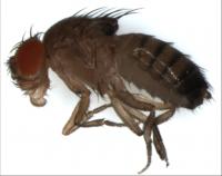 <I>Drosophila melanogaster</I>