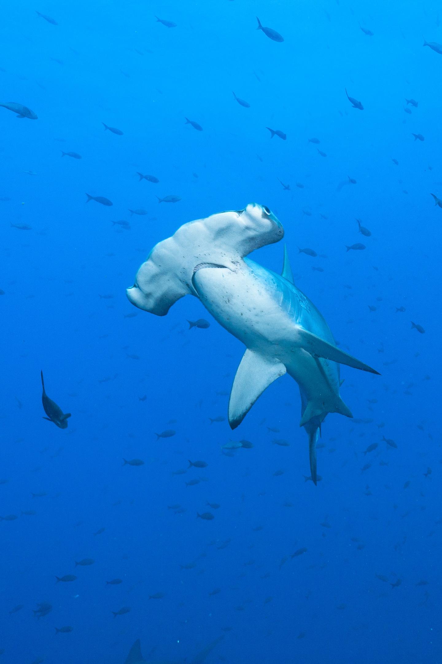 Hammerhead Sharks