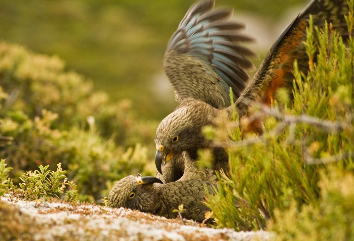 Two Juvenile Kea