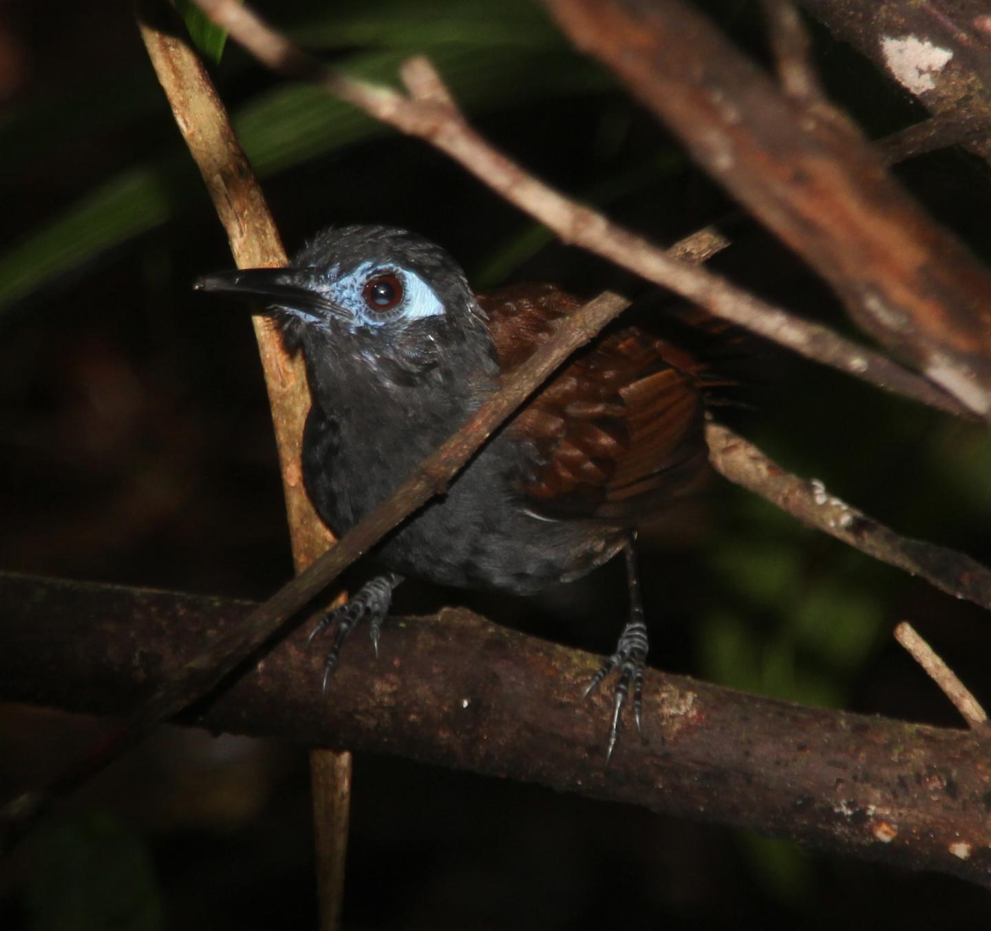 Chestnut Backed Antbird