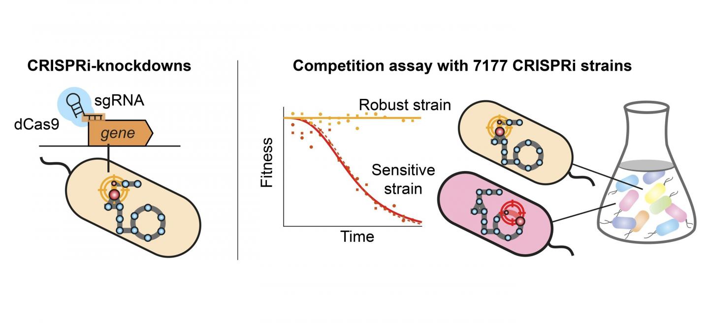 CRISPR interference