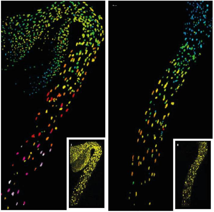 Depletion of hypocotyl GA in light