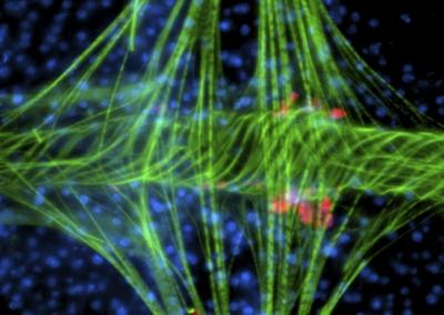 Mosquito Circulatory System