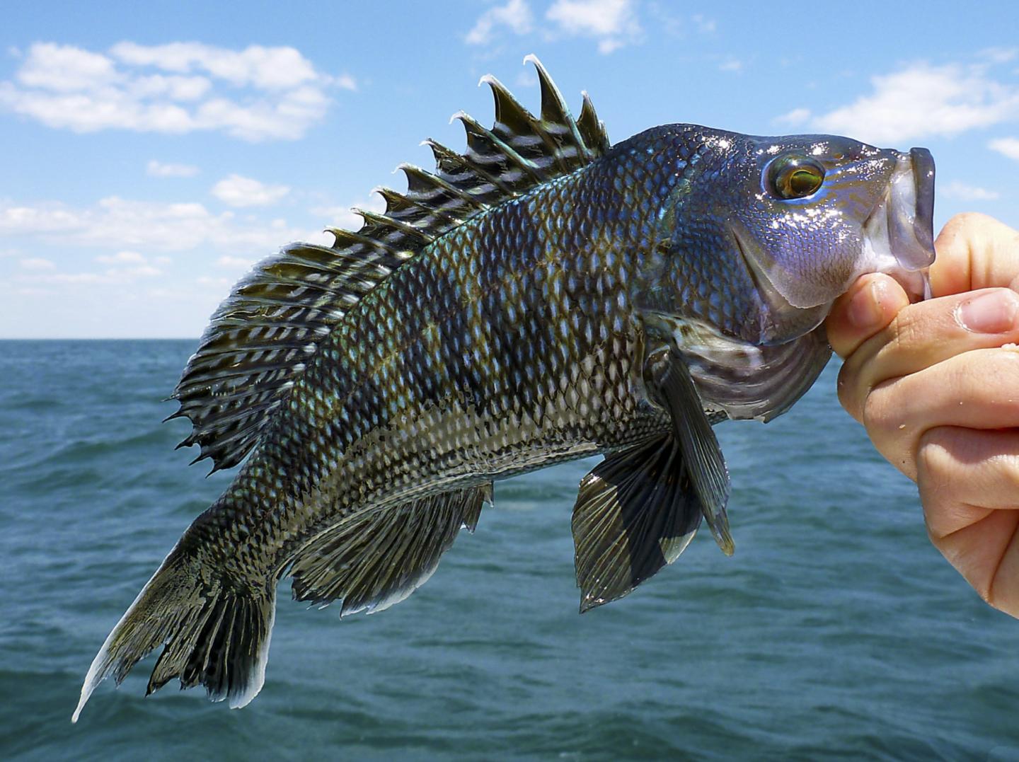 Black Sea Bass