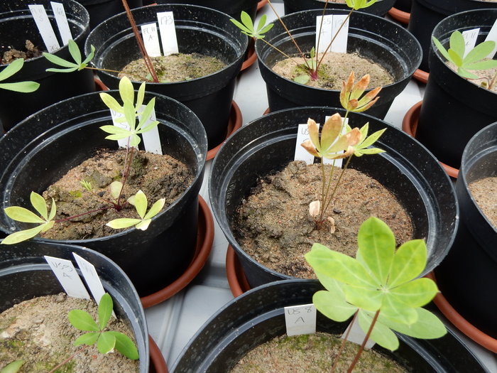 The soil microbiota impacts the growth of garden lupine.