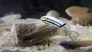 Cone snail envenomates a fish