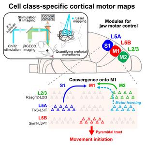 Cell class-specific cortical motor maps